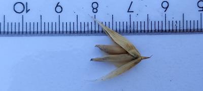 Click for 2 image(s) for this accession. Spikelet